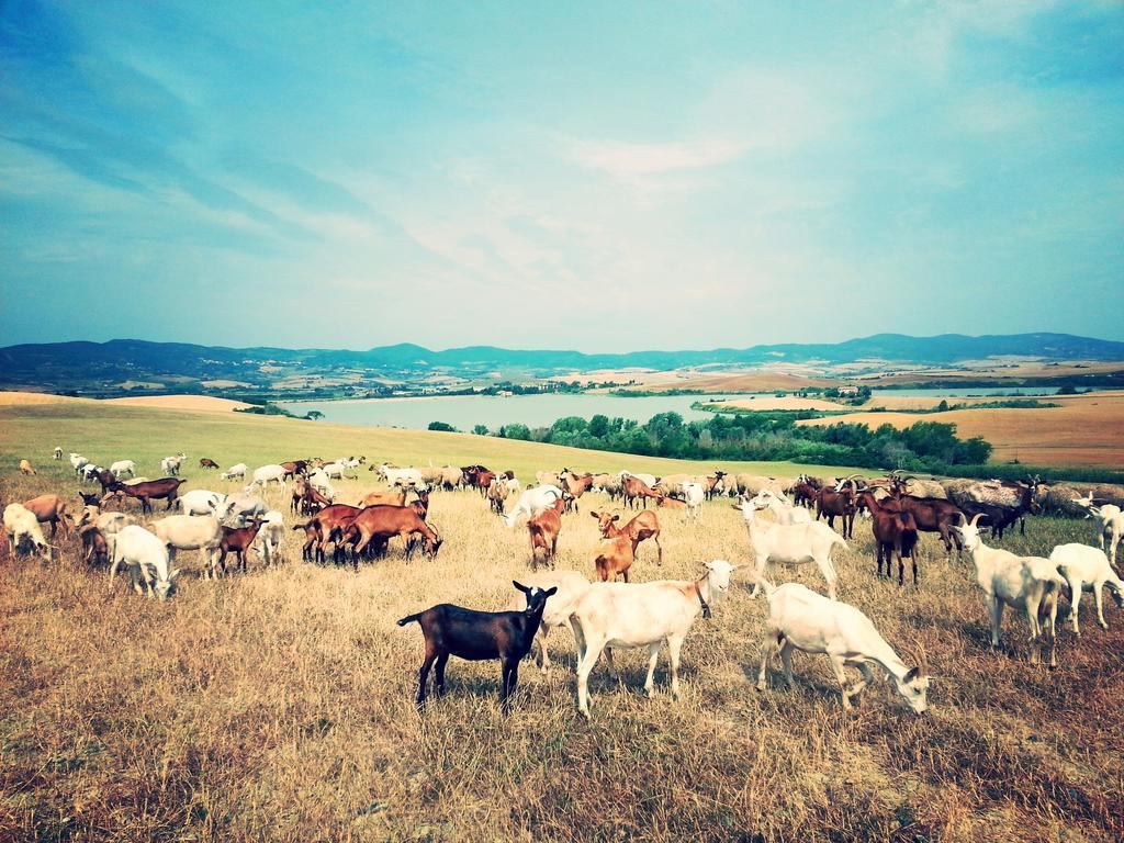 Agriturismo L'Impero Santa Luce Kültér fotó