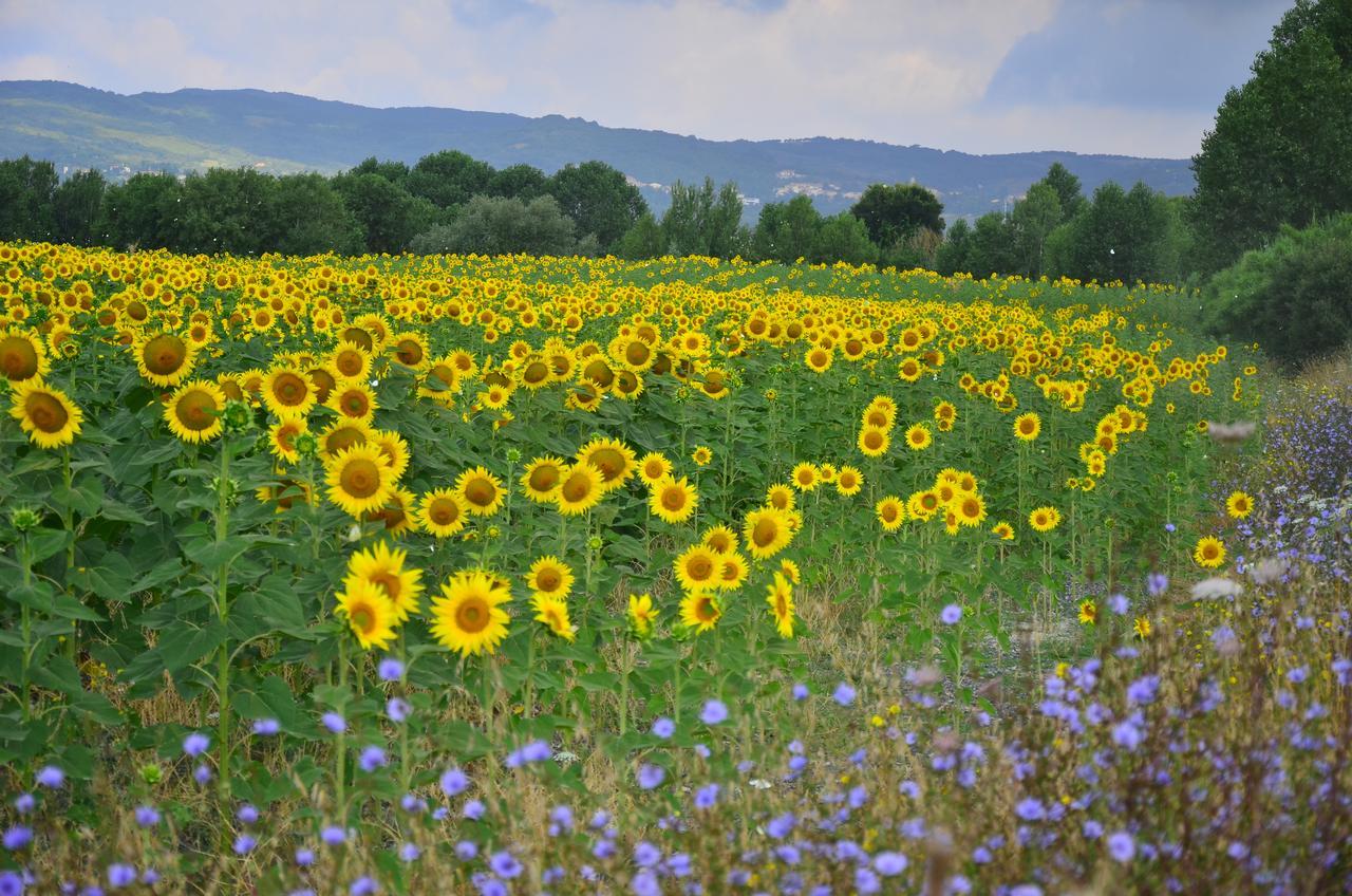 Agriturismo L'Impero Santa Luce Kültér fotó
